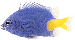 Chrysiptera parasema (Lady blu con coda gialla)