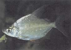 Citharinus citharus Merda posteriore in alto