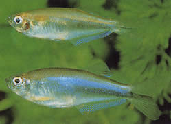 Coelurichthys microlepis (Tetra Crutor con piccole scale, Barberos)