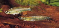 Coelurichthys tenuis Tetra detenuto, Tetra-Barberos
