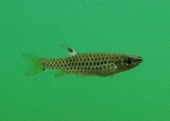 Copella nattereri (Copella Natteri)