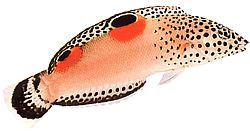 Coris aygula (Spot arancioni Girelle)