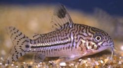 Corydoras trilineatus (Corydora a tre a banda)