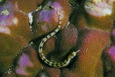 Corythoichthys flavofasciastus Pesce di banda giallo