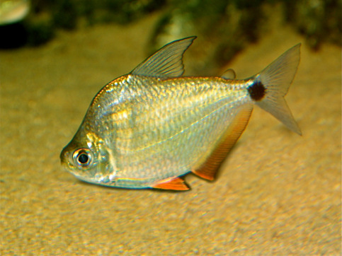 Ctenobrycon spilurus hauxwellianus Charain con la schiena alta