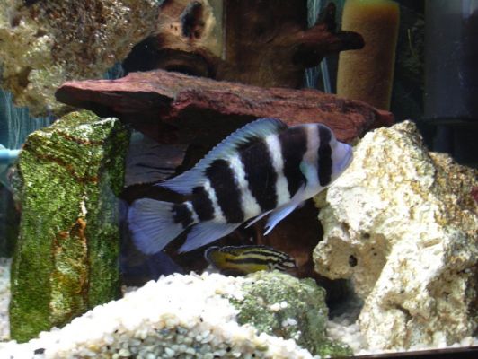 Cyphotilapia frontosa blue zaire moba Frontosa Blue Zaire MobA