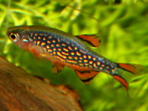 Danio margaritatus (Danio Galaxy)
