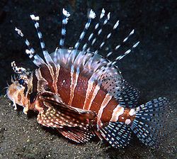 Dendrochirus zebra (Punteggio nano)