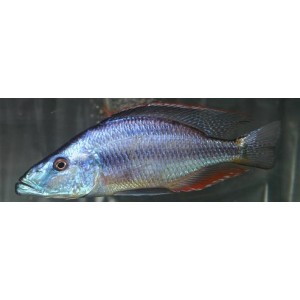Dimidiochromis Compressiceps (CICHLID EYE MEATER)