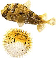 Diodon holocanthus (Bluwer spinoso)