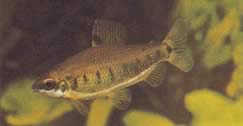 Distichodus decemmaculatus (Nano disticodus)