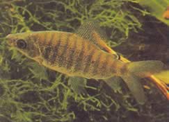Distichodus fasciolatus (Distretto a strisce grigie)