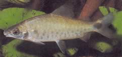 Distichodus rostratus (Disitichodus a rostre)