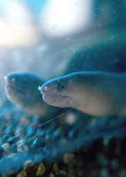 Echidna rhodochilus (Parete d'acqua dolce)