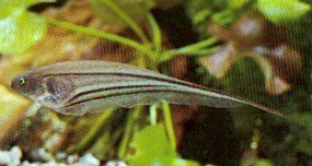 Eigenmannia virescens (Coltelli in vetro pesce)