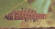Elachocharax georgiae (Tetrager nano)