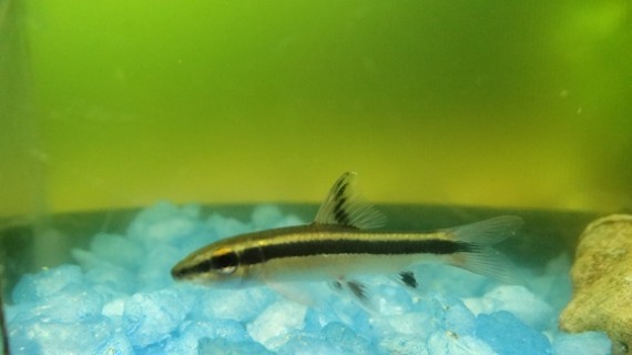 Epalzeorhynchus kallopterus (Belle pinne)