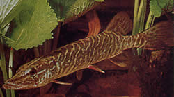 Esox lucius (Pike Europa)