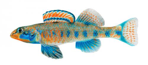 Etheostoma obama (Polo di Obama)