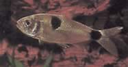 Exodon paradoxus (Tetra-tiger con due punti)