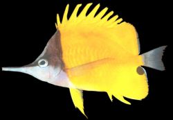 Forcipiger flavissimus (Chelmon con becco lungo)