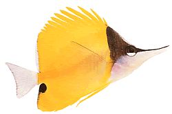 Forcipiger longirostris (Chelmon con becco lungo)