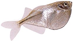 Gasteropelecus sternicla Argento