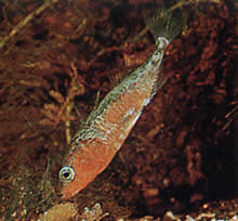 Gasterosteus aculeatus linne Spinarello