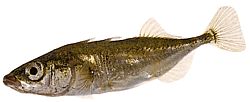 Gasterosteus aculeatus Epinoche a tre teste
