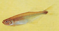 Gephyrocharax chapare