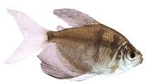 Gymnocorymbus ternetzi Vedova