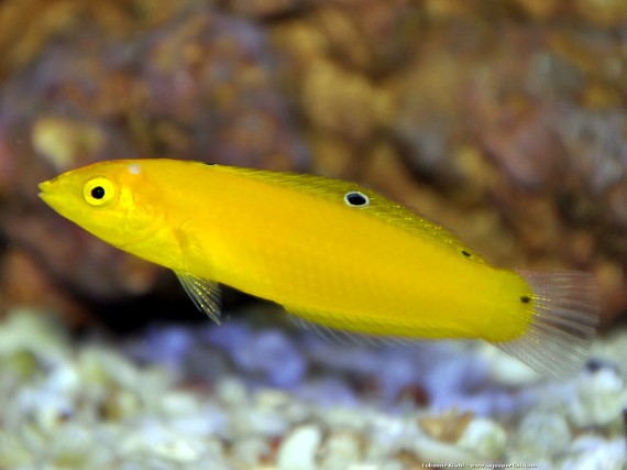 Halichoeres Chrysus (Canary giallo / labre)