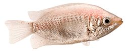 Helostoma temmincki (Bacio - cumbership gourami)