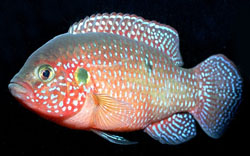 Hemichromis lifalili (Ciclide rosso)