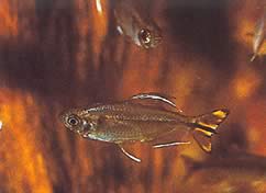 Hemigrammopetersius caudalis Congo Tetra con giallo