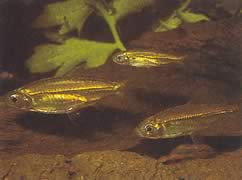 Hemigrammopetersius septentrionalis (Tetra-Néon del Nord Africa)