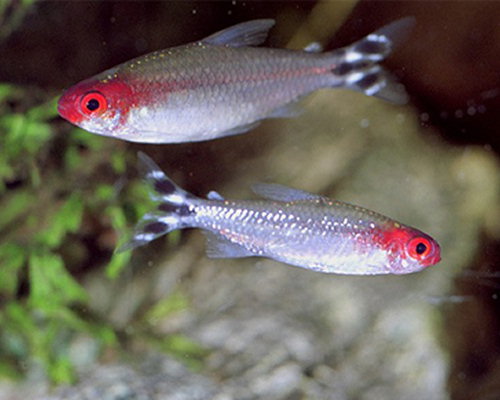 Hemigrammus bleheri (Bocca rossa tetra)