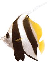 Heniochus acuminatus (Tic tac)