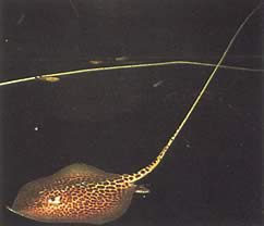Himantura oxyrhynchus Linea maculata indo-australiana