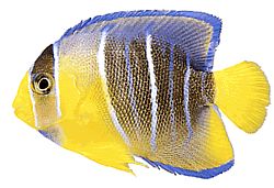 Holacanthus ciliaris (Angelo reale)