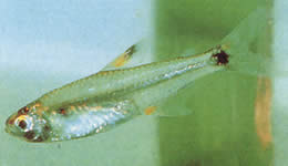 Holoshestes pequira (Tetra color arancione)