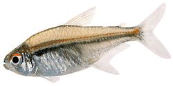 Hyphessobrycon heterorhabdus Bandiera belga