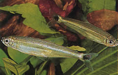 Iguanodectes spilurus (Tetra-olio)