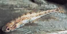 Klausewitzia ritae (Rita Dwarf Tetrachet)