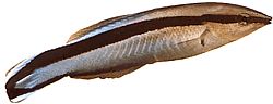 Labroides dimidiatus Cleaner comune