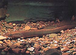 Lampetra fluviatilis (Lampada fluviale)