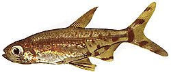 Lepidarchus adonis (Tetra Adonis, Naked Tetra)