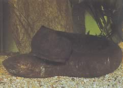 Lepidosiren paradoxa (Lepidosirène del Sud America)