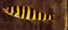 Leporinus affinis Leporino verde
