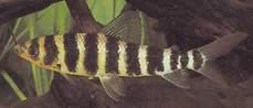 Leporinus fasciatus fasciatus Leporino con bande nere
